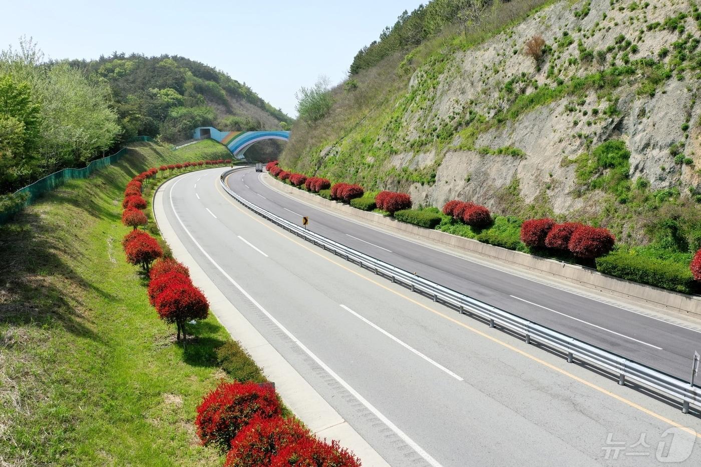 완도군, 국내 최장 21km 홍가시나무길 조성 &#40;완도군 제공&#41;/뉴스1 