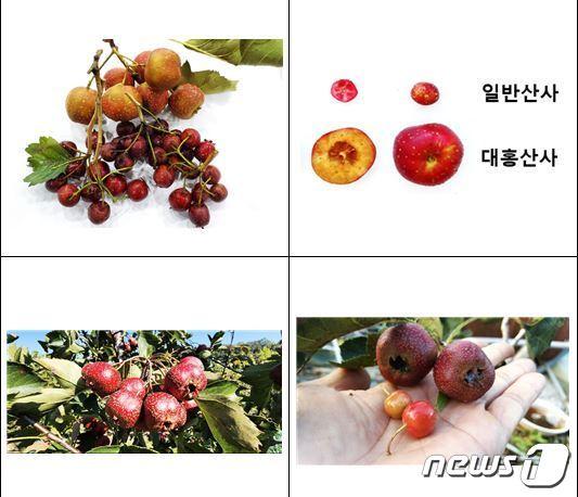 일반 산사와 대홍산사. &#40;한의학연 제공&#41;/뉴스1