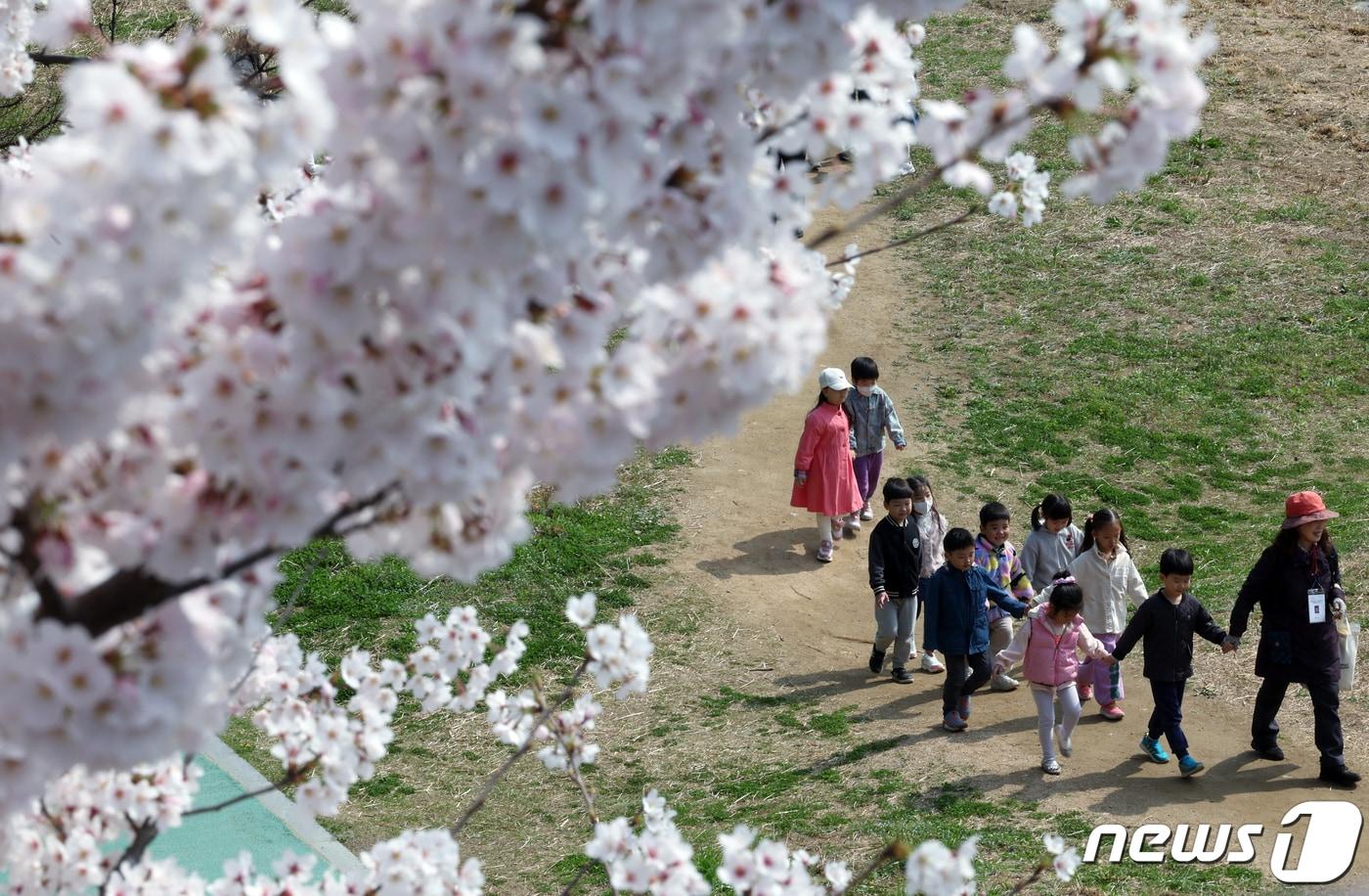 벚꽃이 만개한 4일 오전 서울 강남구 도곡동 양재천 밀미리다리 아래에서 어린이집 원아들이 양재천 생태체험 프로그램에 참여하고 있다.2024.4.4/뉴스1 ⓒ News1 박정호 기자