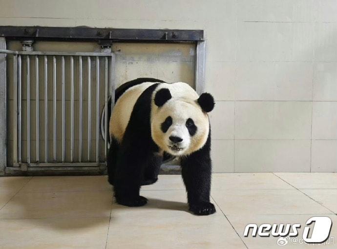 자이언트 판다 &#39;푸바오&#39;가 워룽중화자이언트판다원&#40;臥龍中華大熊猫苑&#41; 선수핑기지&#40;神樹坪基地&#41;의 격리·검역 구역에 들어간 모습. &#40;중국판다보호연구센터 웨이보 캡처&#41;