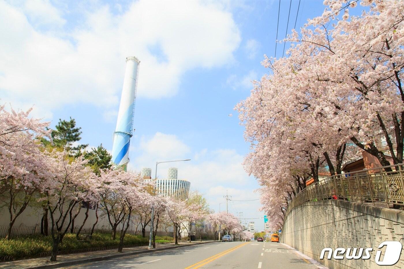 하늘길 벚꽃 산책길에 벚꽃이 만개한 모습.&#40;마포구청 제공&#41;