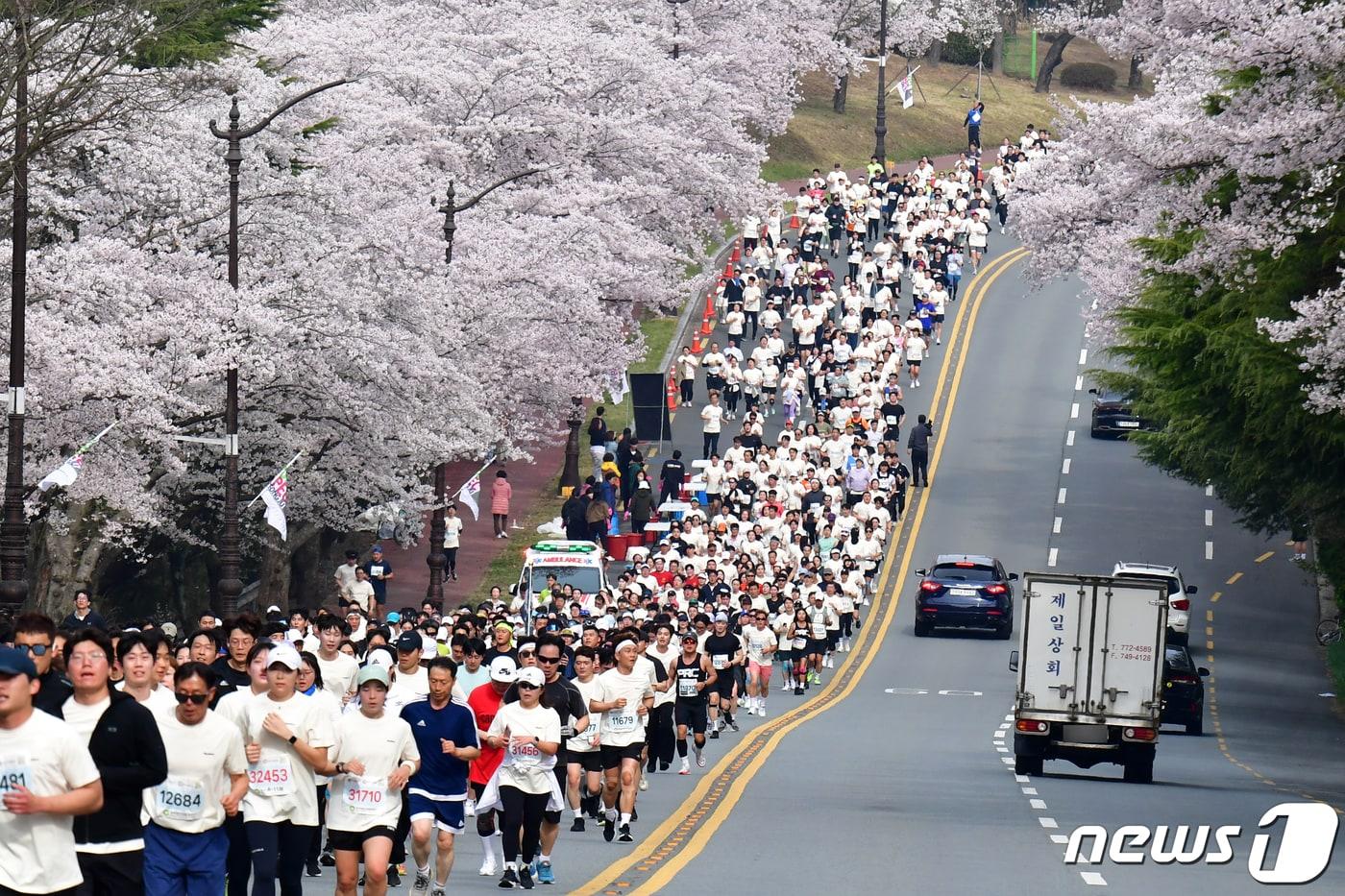 지난해 4월 경북 경주시 보문단지에서 열린 제31회 경주벚꽃마라톤대회에 참가한 선수들이 벚꽃을 배경삼아 힘차게 달리고 있다. 2024.4.6/뉴스1 ⓒ News1 최창호 기자