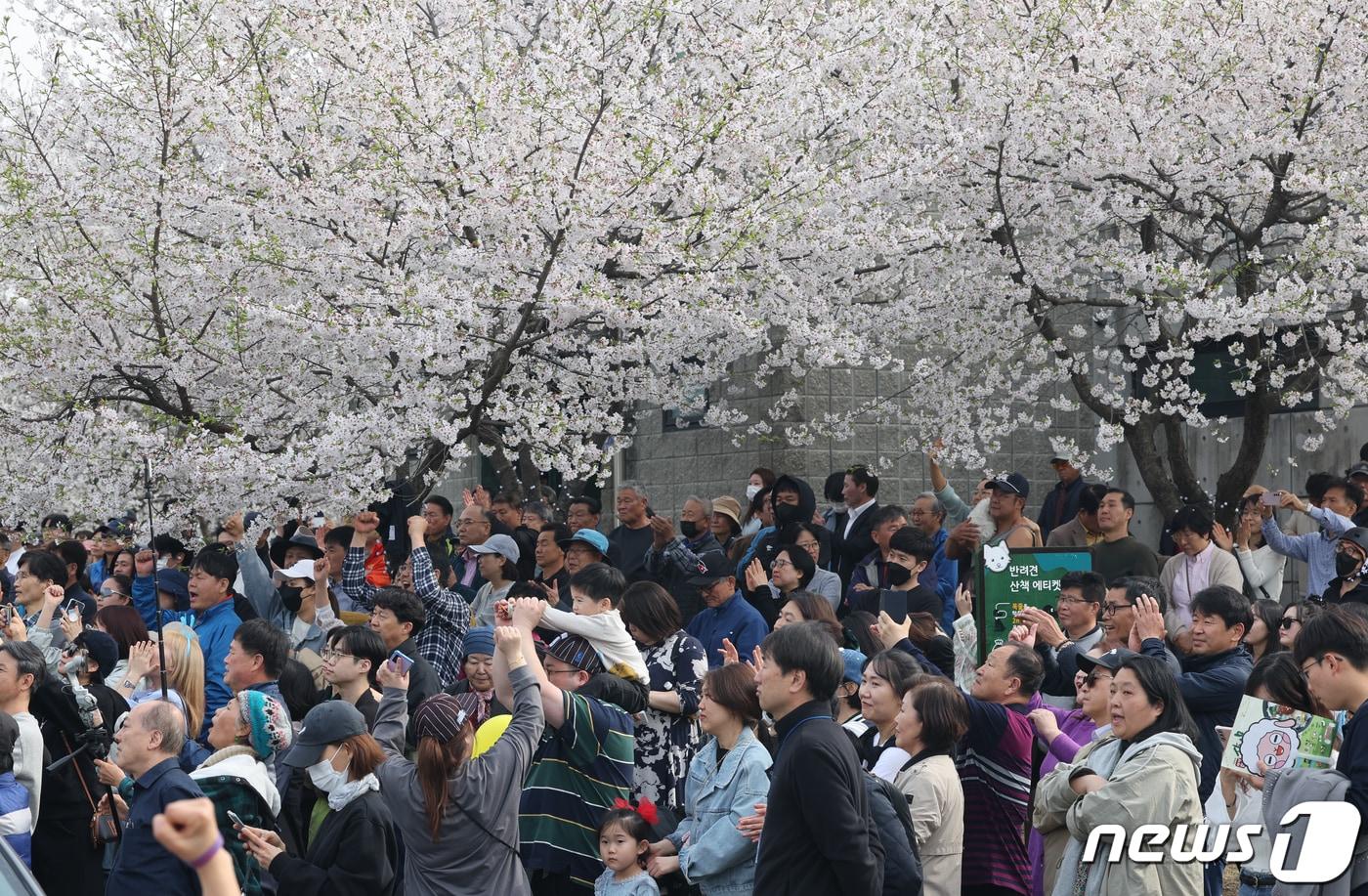 벚꽃 유세 자료사진. /뉴스1