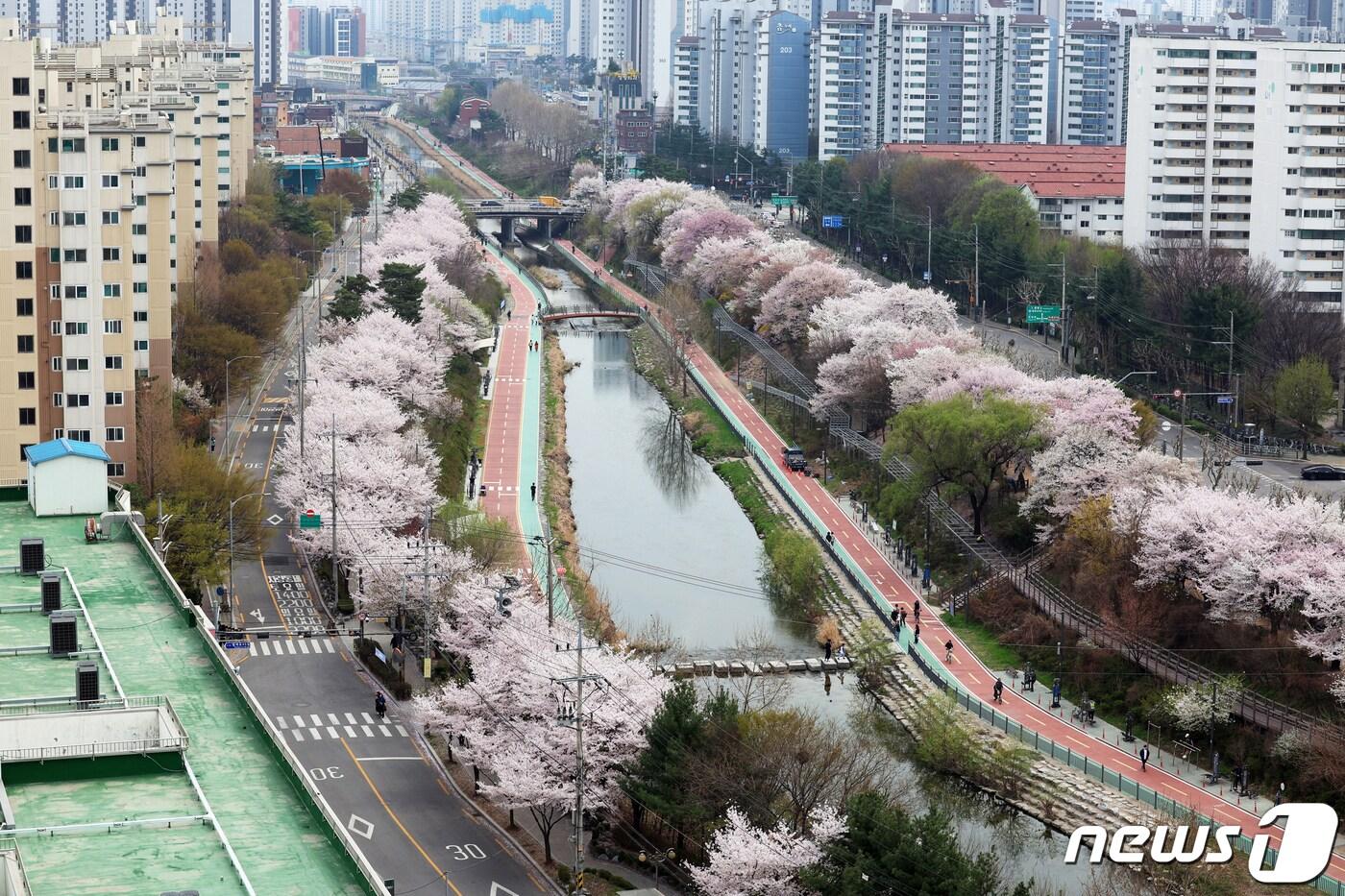 포근한 봄 날씨를 보인 6일 오후 서울 노원구 월계동 초안산 수국동산 인근 우이천변으로 벚꽃이 만개해 있다. &#40;노원구 제공&#41; 2024.4.6/뉴스1