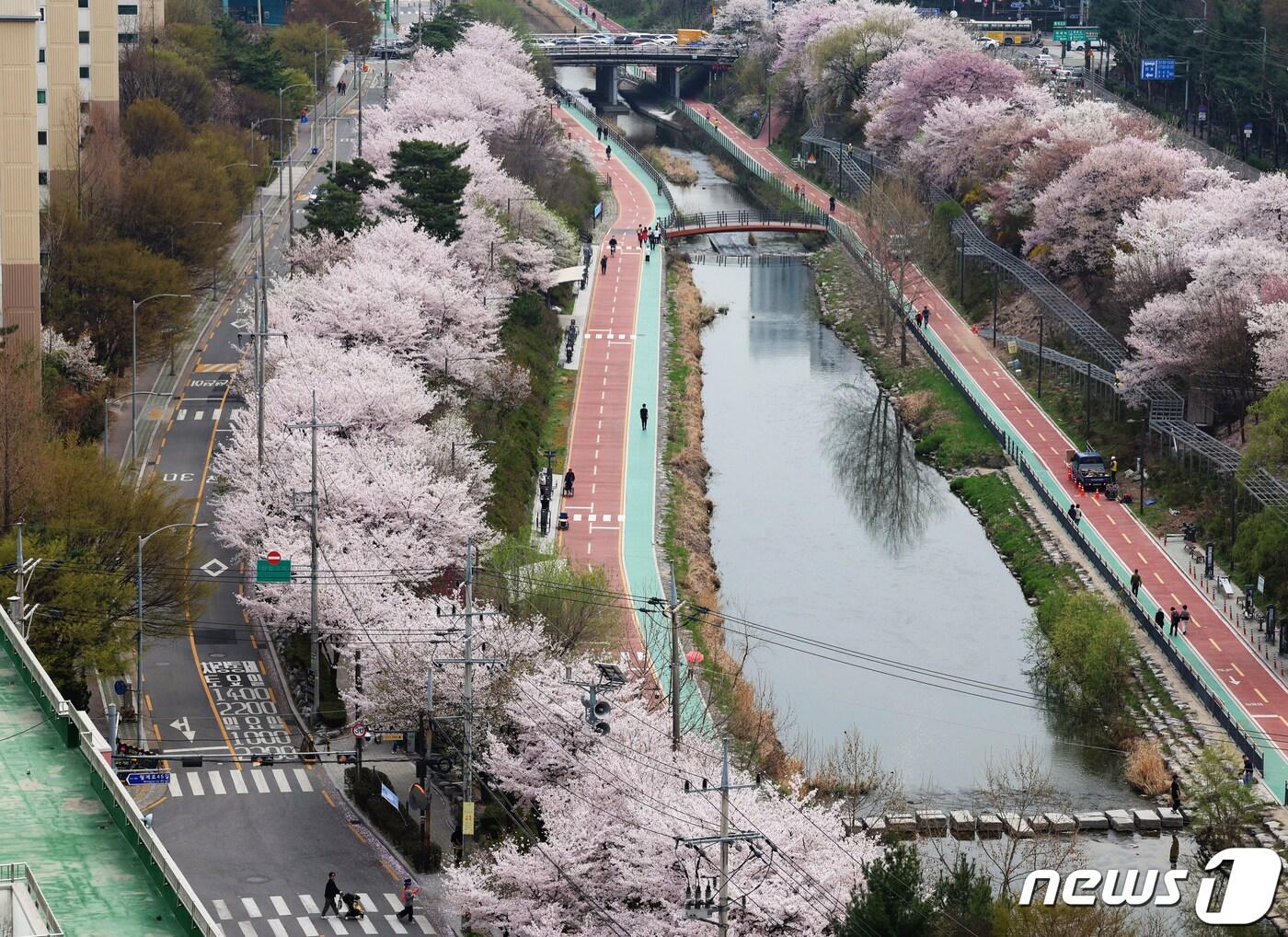 포근한 봄 날씨를 보인 6일 서울 노원구 월계동 초안산 수국동산 인근 우이천변에 벚꽃이 만개해 있다. &#40;노원구 제공&#41; 2024.4.6/뉴스1