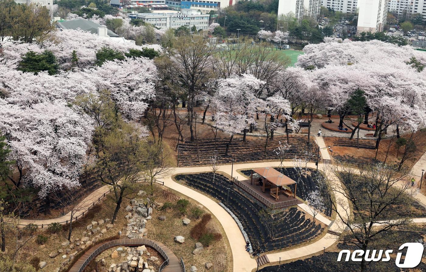 포근한 봄 날씨를 보인 6일 오후 서울 노원구 월계동 초안산 수국동산 상부 ‘숲속 힐링 피크닉장’에 시민들이 만개한 벚꽃 구경을 하고 있다. &#40;노원구 제공&#41; 2024.4.6/뉴스1