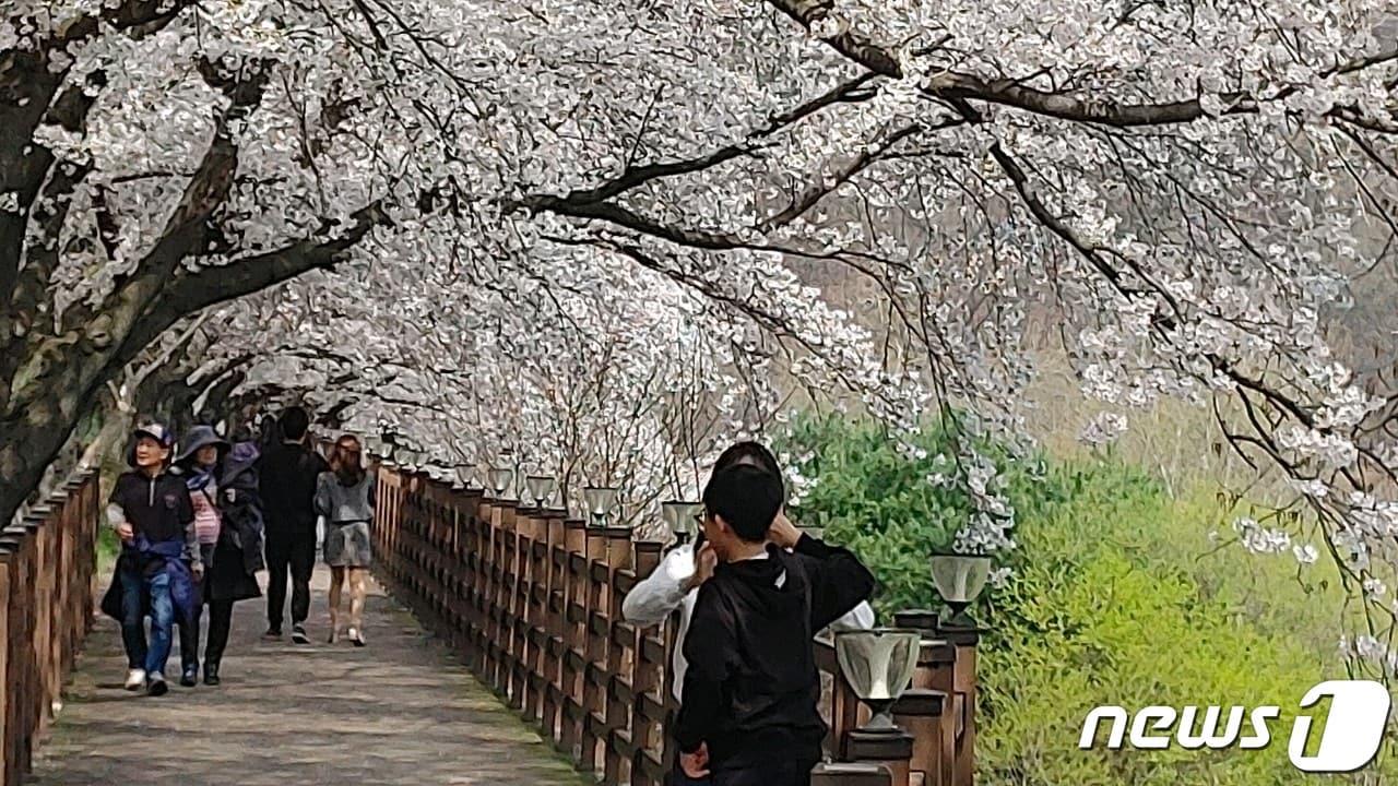 7일 충북 옥천군 옥천읍 교동저수지 일원 벚꽃길을 찾은 상춘객들이 봄기운을 만끽하고 있다. /뉴스1 장인수 기자  