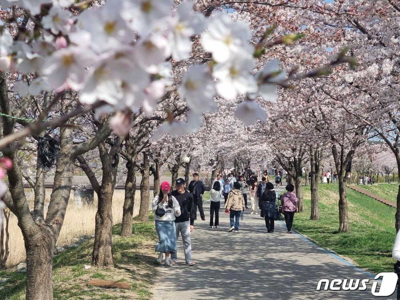 7일 벚꽃이 만개한 강릉 경포 생태저류지를 찾은 상춘객들이 벚꽃놀이를 즐기고 있다. 이날 강릉지역은 낮 최고기온이 25.4도까지 오르는 등 따뜻한 날씨를 보이면서 반팔 등 가벼운 차림의 나들이객이 많았다. 2024.4.7/뉴스1 윤왕근 기자