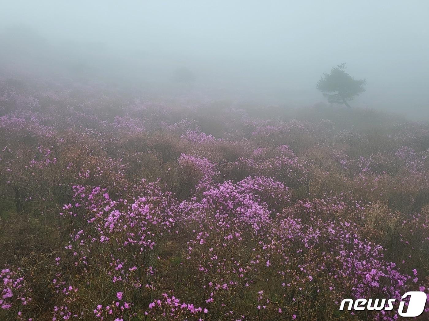 지난해 4월 15일에 열린 &#39;참꽃 문화제&#39; 현장 모습. 당일 비가 내려 안개 속에서 진분홍색 참꽃이 피어 있다. ⓒ News1 DB