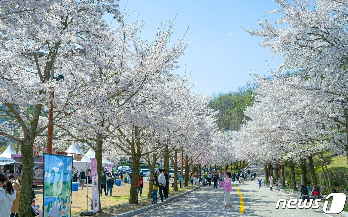 강원 홍천군 비발디파크 벚꽃단지의 모습.&#40;소노인터내셔널 제공&#41;