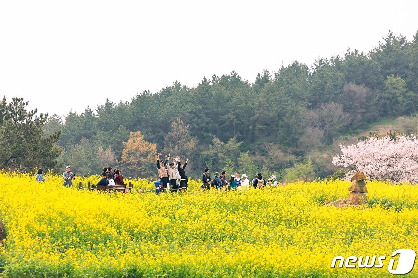 2024 청산도 슬로걷기 축제 유채꽃밭 전경 &#40;완도군 제공&#41;/뉴스1 