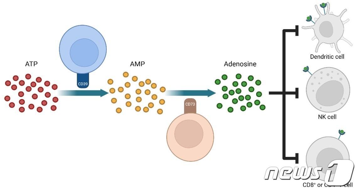 종양미세환경에서의 ATP 전환에 의한 면역세포 활성 억제 기전.&#40;와이바이오로직스 제공&#41;/뉴스1 ⓒ News1