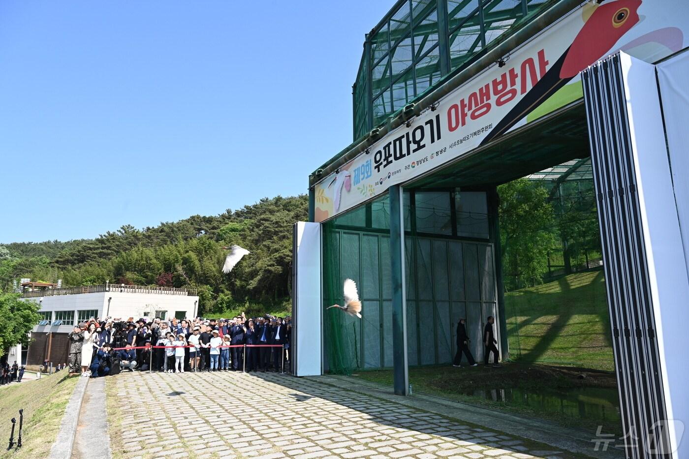 10일 우포따오기가 우포따오기복원센터를 나와 밖으로 날아가고 있다.&#40;창녕군 제공&#41;