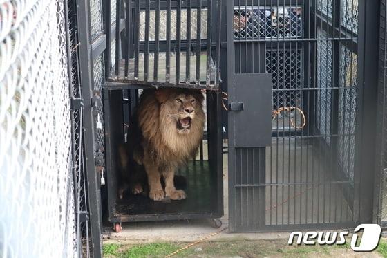  사자 &#39;바람이&#39;가 살고 있는 충북 청주동물원이 국내 1호 거점동물원으로 지정됐다. 사진은 지난해 7월 5일 청주동물원으로 이사 온 &#39;바람이&#39;/뉴스1 박건영 기자