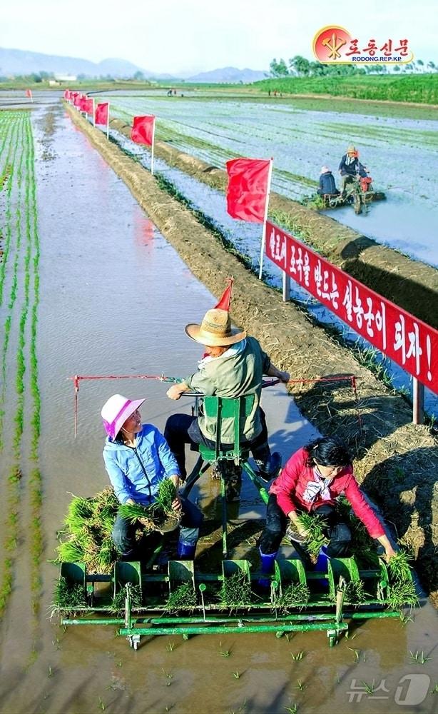 &#40;평양 노동신문=뉴스1&#41; = 북한 노동당 기관지 노동신문은 12일 올해 알곡 고지 점령을 위해 모내기 작업에 박차를 가할 것을 독려했다. [국내에서만 사용가능. 재배포 금지. DB 금지. For Use Only in the Republic of Korea. Redistribution Prohibited] rodongphoto@news1.kr