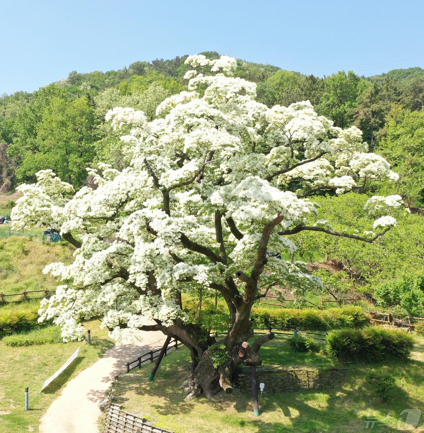  김해시 주촌면 천연기념무로 지정된 국내 최고령 이팝나무&#40;김해시 제공&#41;