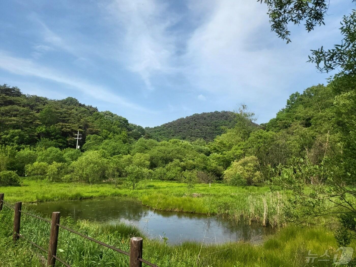 광주 북구 무등산국립공원에 소재한 평두메습지가 광주 최초이자 국내 26번째로 &#39;람사르 습지&#39;에 공식 등록됐다. 사진은 평두메습지의 모습.&#40;광주 북구 제공&#41;2024.5.13/뉴스1