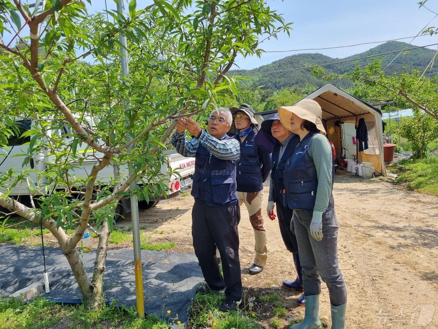 &#39;영동에서 살아보기&#39; 영농 체험 장면 &#40;영동군 제공&#41; /뉴스1 