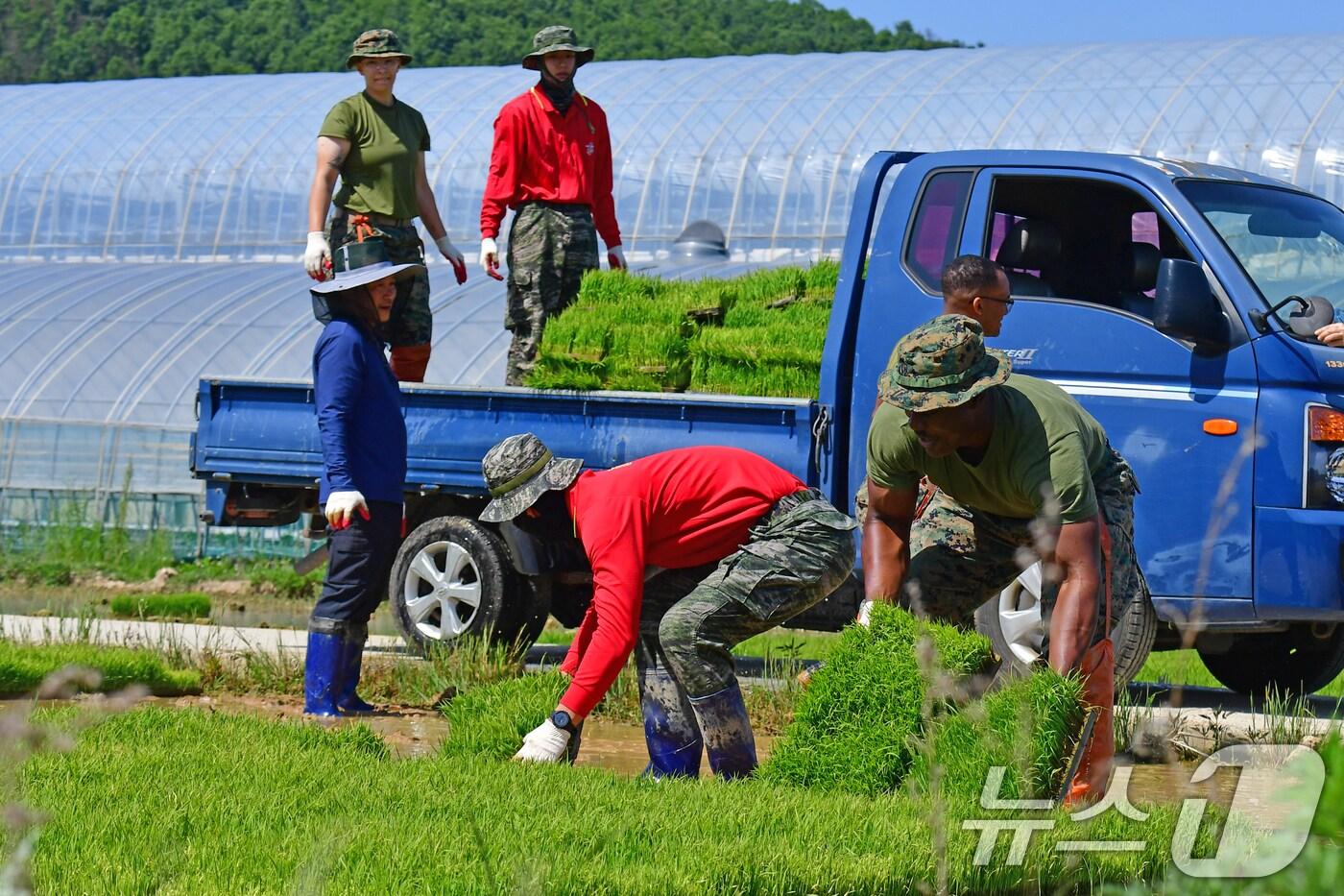 경북 포항에 주둔 중인 미 해병대 캠프무적 장병들이 한국 해병대 1사단 장병들과 함께 20일 오전 남구 장기면에서 모내기에 사용할 모판을 옮기고 있다. 2024.5.20/뉴스1 ⓒ News1 최창호 기자