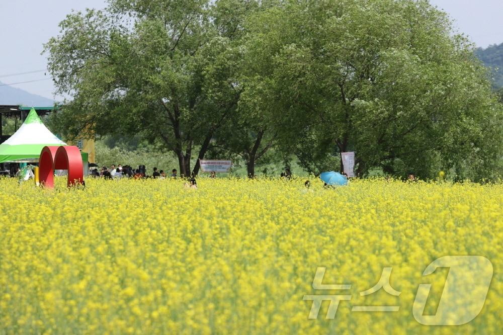 고양시 덕양구 창릉천변에 만개한 유채꽃. &#40;고양시 제공&#41;