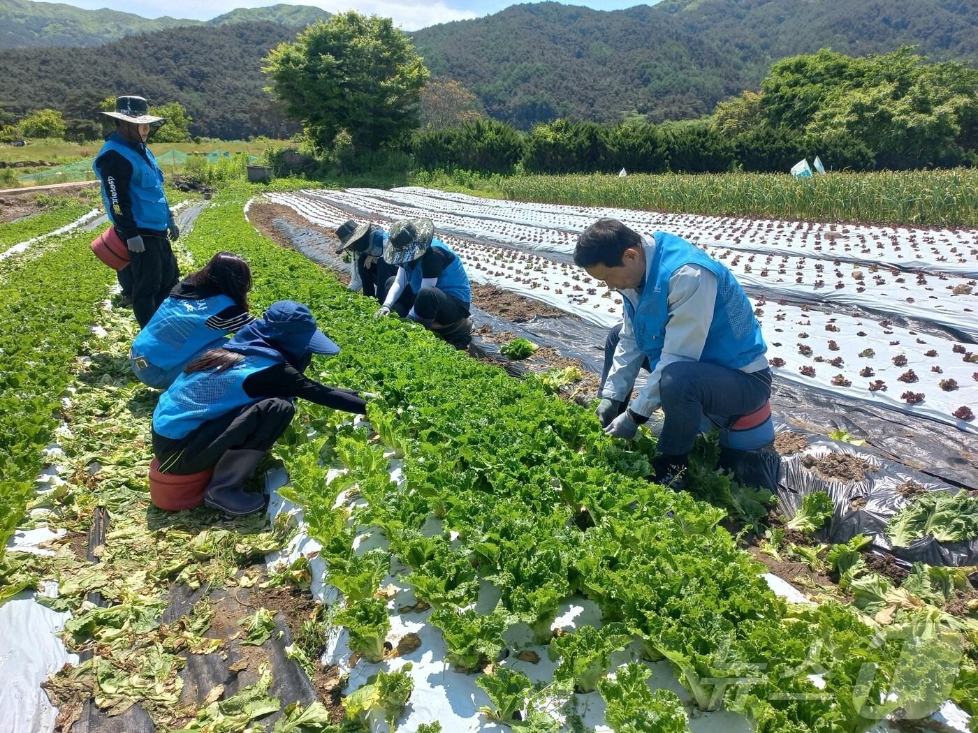 전북개발공사는 지난 17일 남원시 운봉읍 산덕마을을 방문해 일손 돕기 봉사활동을 펼쳤다고 20일 밝혔다.&#40;전북개발공사 제공&#41;2024.5.20/뉴스1