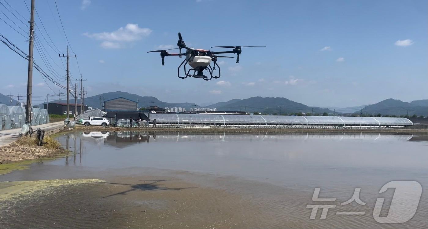  21일 충북 충주시농업기술센터가 쌀 생산 노동력 절감을 위해 벼 드론 직파 재배를 추진한다고 밝혔다. 사진은 드론 직파 모습.&#40;충주시 제공&#41;2024.5.21/뉴스1