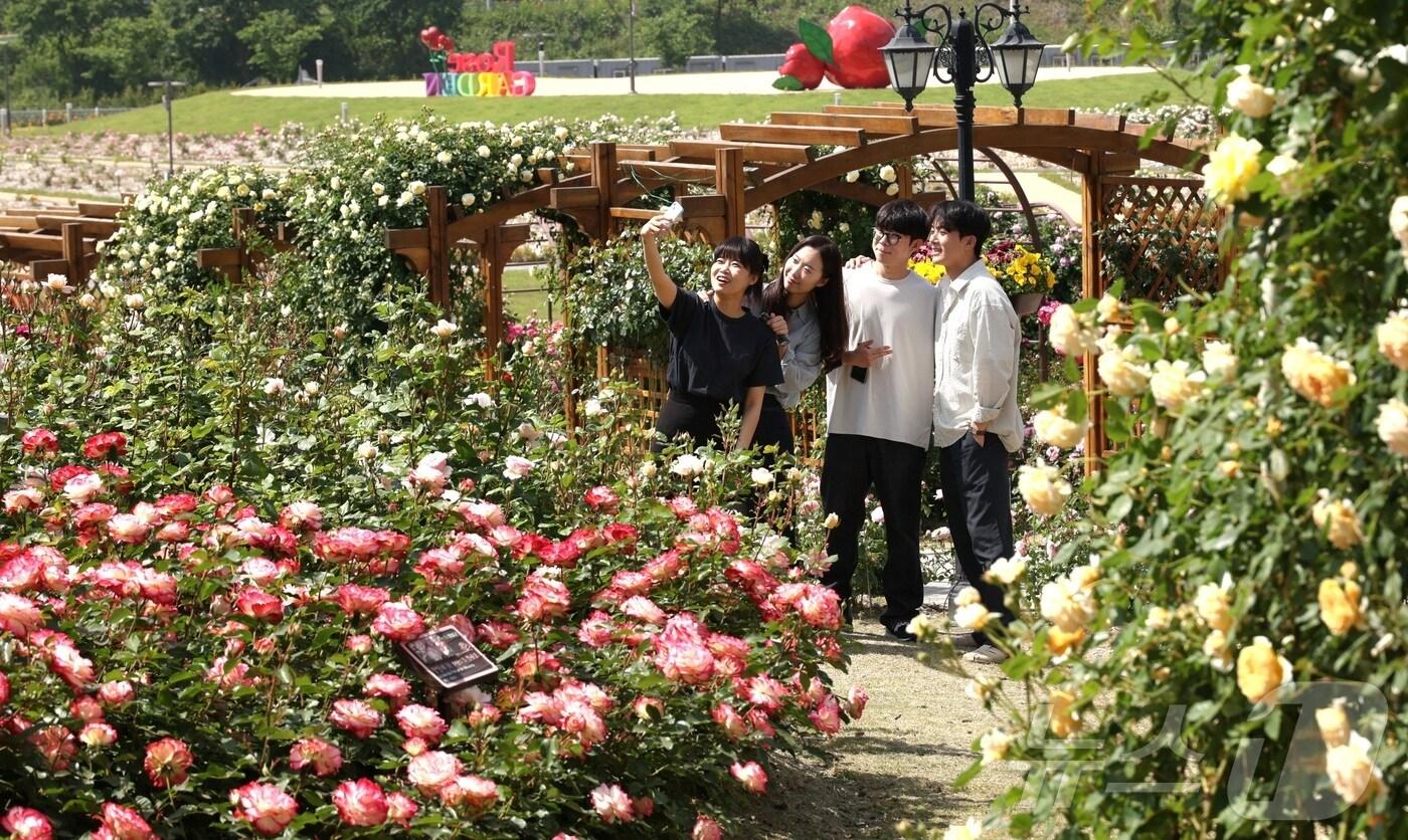 ‘한국 관광의 별’로 뽑힌 전북자치도 임실군 치즈테마파크가 이달 말이면 환상적이고도 화려한 장미꽃밭으로 대변신한다.&#40;임실군제공&#41; 2024.5.23. /뉴스1