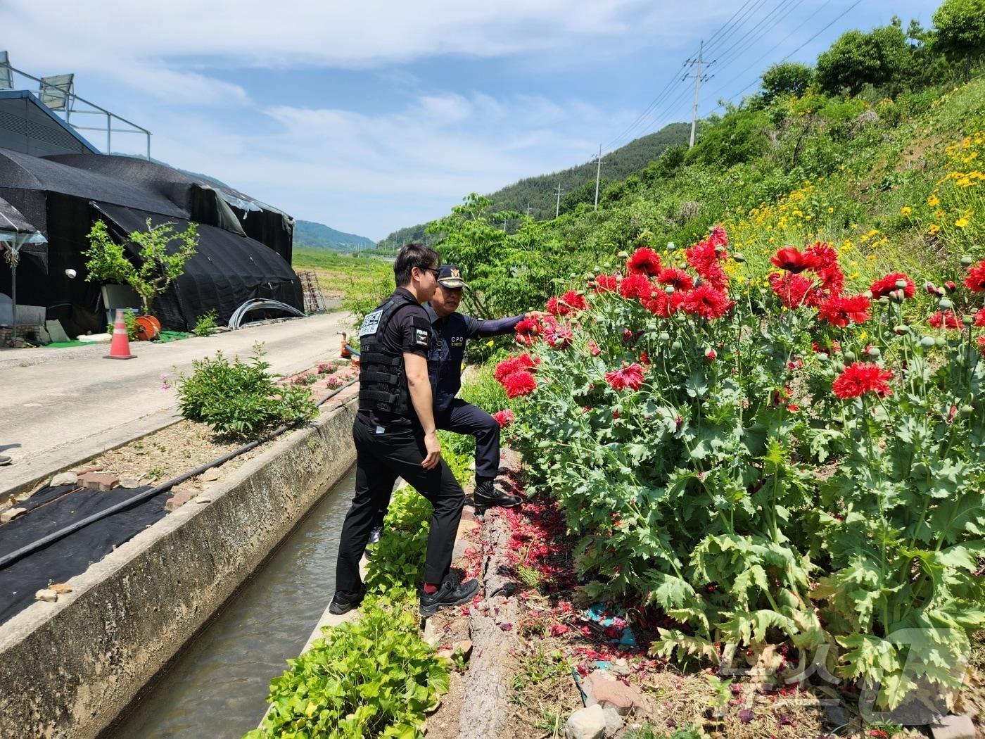 경남경찰청 드론순찰대 대원들이 23일 의령군 칠곡면 한 농로변에서 불법 재배되고 있는 양귀비를 살펴보고 있다.&#40;경남경찰청 제공&#41;