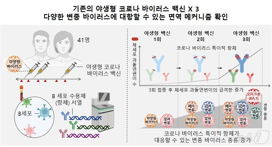 기존의 야생형 코로나 바이러스 백신X3이 다양한 변종 바이러스에 대항할 수 있는 면역 메커니즘 확인&#40;서울대학교병원 제공&#41;