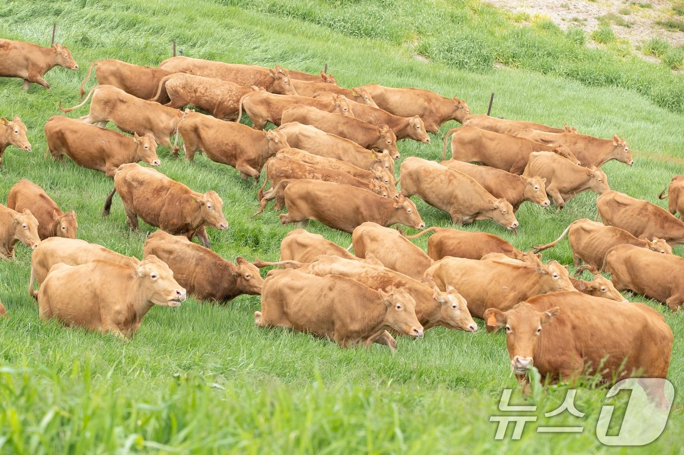 강원지역 한 초지에서 풀을 뜯는 암소 자료사진. &#40;농촌진흥청 제공&#41; 