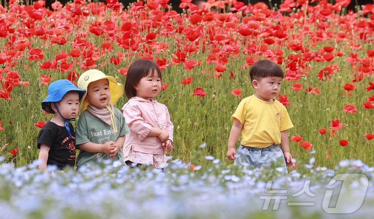 28일 경남 함양군 상림공원을 찾은 어린이들이 양귀비꽃을 구경하며 즐거운 시간을 보내고 있다. &#40;함양군 김용만 제공&#41; 2024.5.28/뉴스1