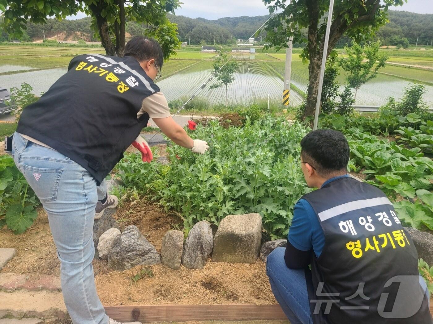 강원 동해안에 위치한 한 주택에서 마약 원료로 사용되는 양귀비 재배행위를 적발한 속초해경.&#40;속초해경 제공&#41; 2024.5.29/뉴스1