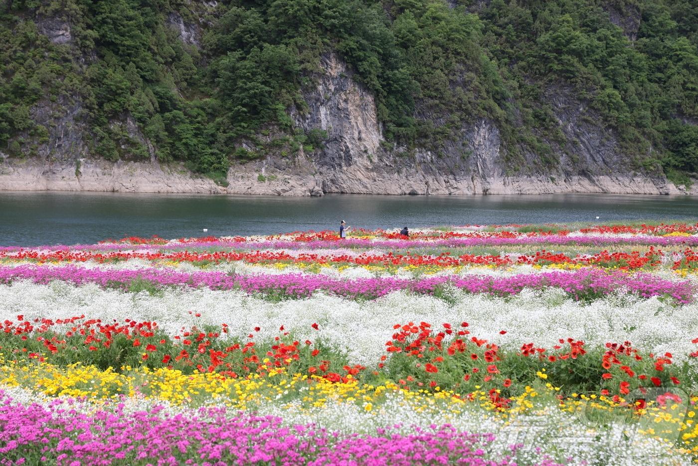 충북 단양군이 도담삼봉을 배경으로 조성한 &#39;도담정원&#39;&#40;단양군 제공&#41;2024.5.30/뉴스1