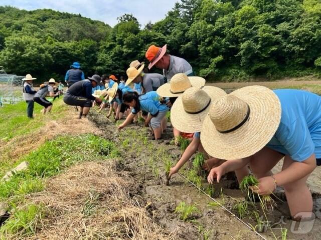 제천농민회 주관 8회 통일 쌀 경작지 모내기 행사.&#40;제천시 제공&#41;2024.5.30/뉴스1