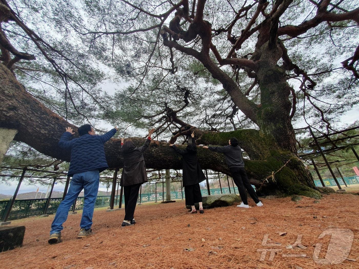 광관객들이 두 팔을 벌려 석송령의 크기를 가늠하고 있다&#40;예천군 제공&#41;2024.5.30/뉴스1