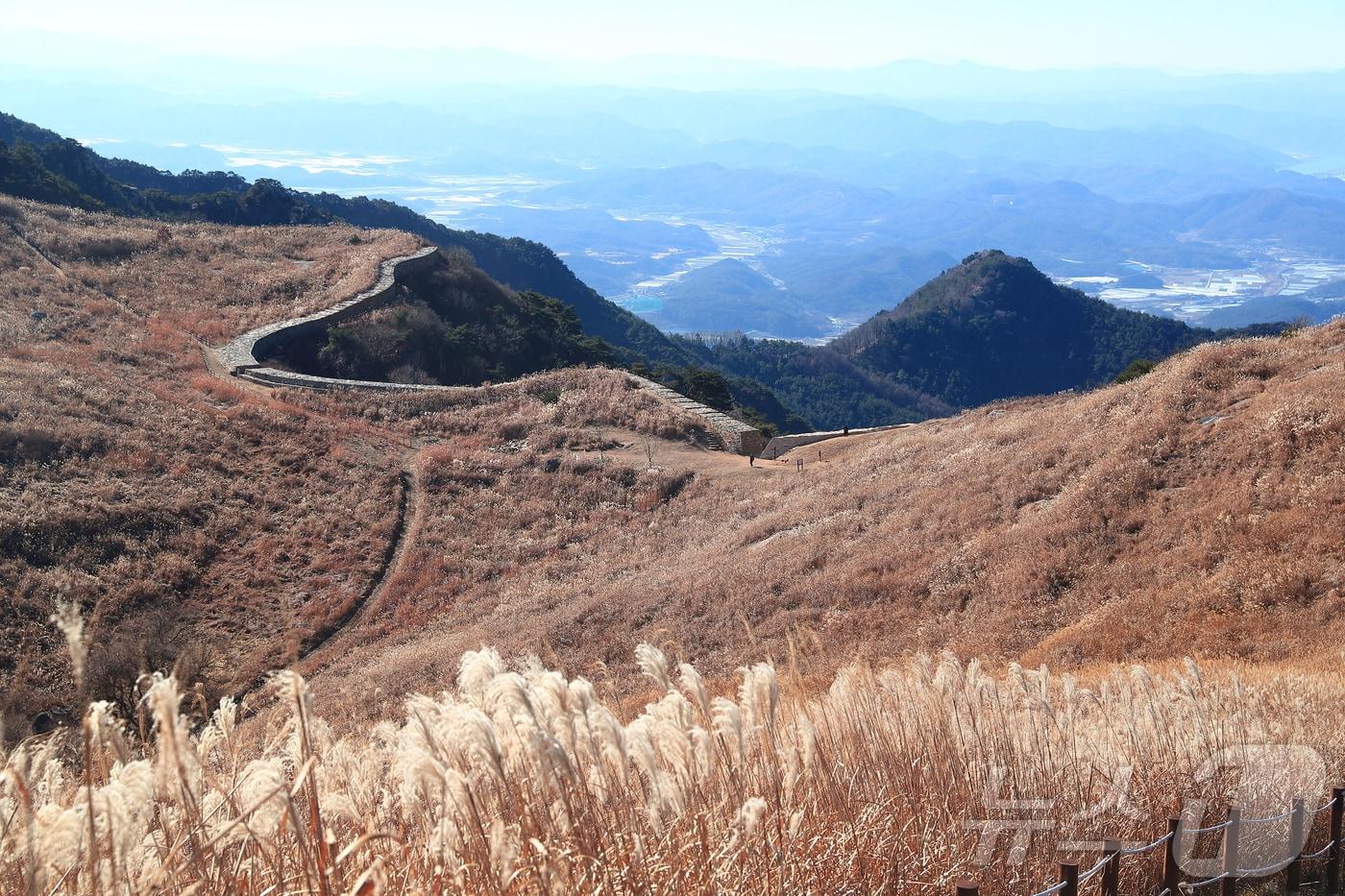 창녕 화왕산 갈대밭&#40;창녕군 제공&#41;.