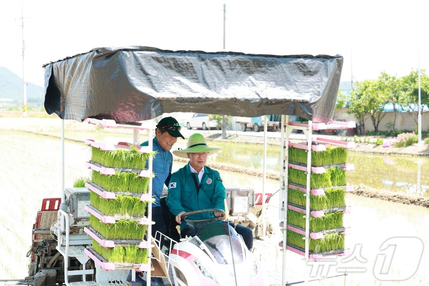 심덕섭 고창군수가 31일 오전 고수면 우평리 류연상 씨 모내기 현장을 찾아 직접 이앙기에 올라 모내기를 하고있다.&#40;고창군 제공&#41;2024.5.31/뉴스1. 