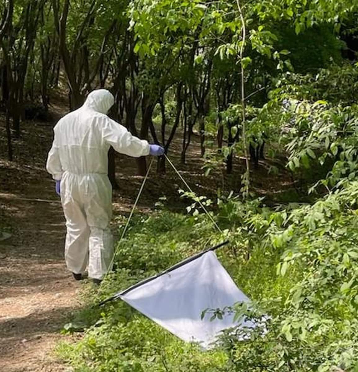 대구 도심공원에서 채집한 진드기에서 라임병 병원체가 검출돼 주의가 요구된다. 사진은 보건 당국이 진드기를 채집하는 모습. &#40;대구시 제공&#41;/뉴스1