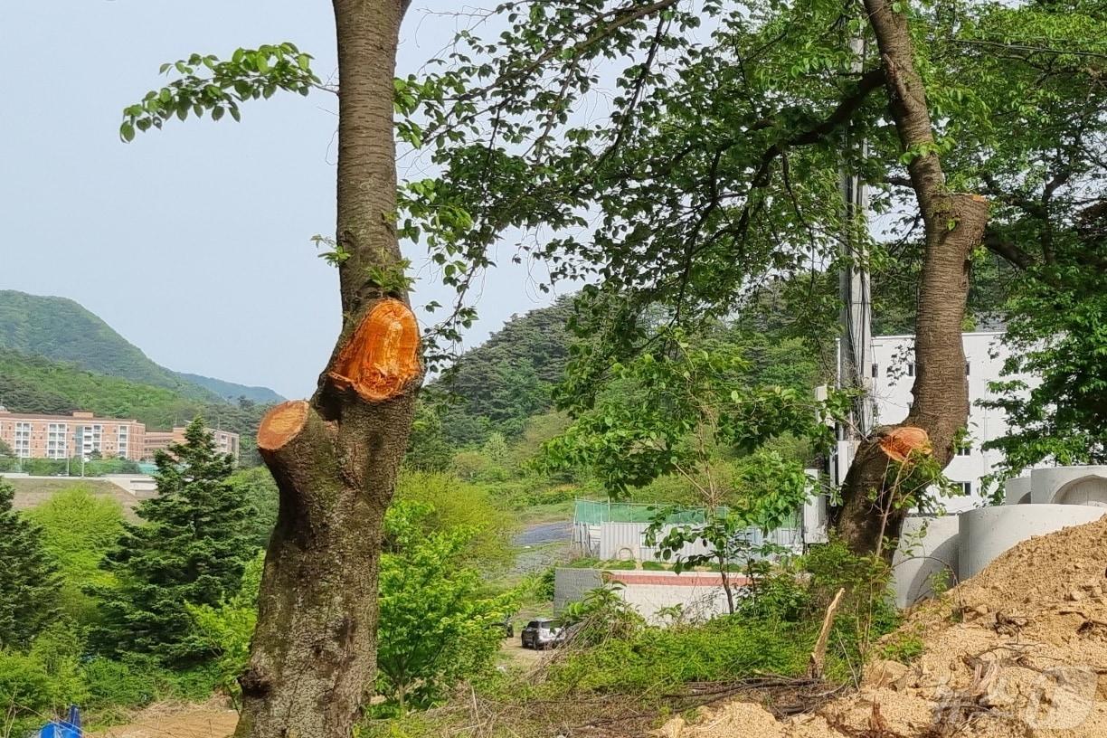  충북 충주 수안보 벚나무가 10년 안에 사라질 수 있다는 경고가 나온 가운데, 충주시가 여전히 벚나무 관리에 소홀한 것으로 나타났다. 사진은 나무 기둥이 잘려진 수안보 벚나무.&#40;독자 제공&#41;2024.5.8/뉴스1