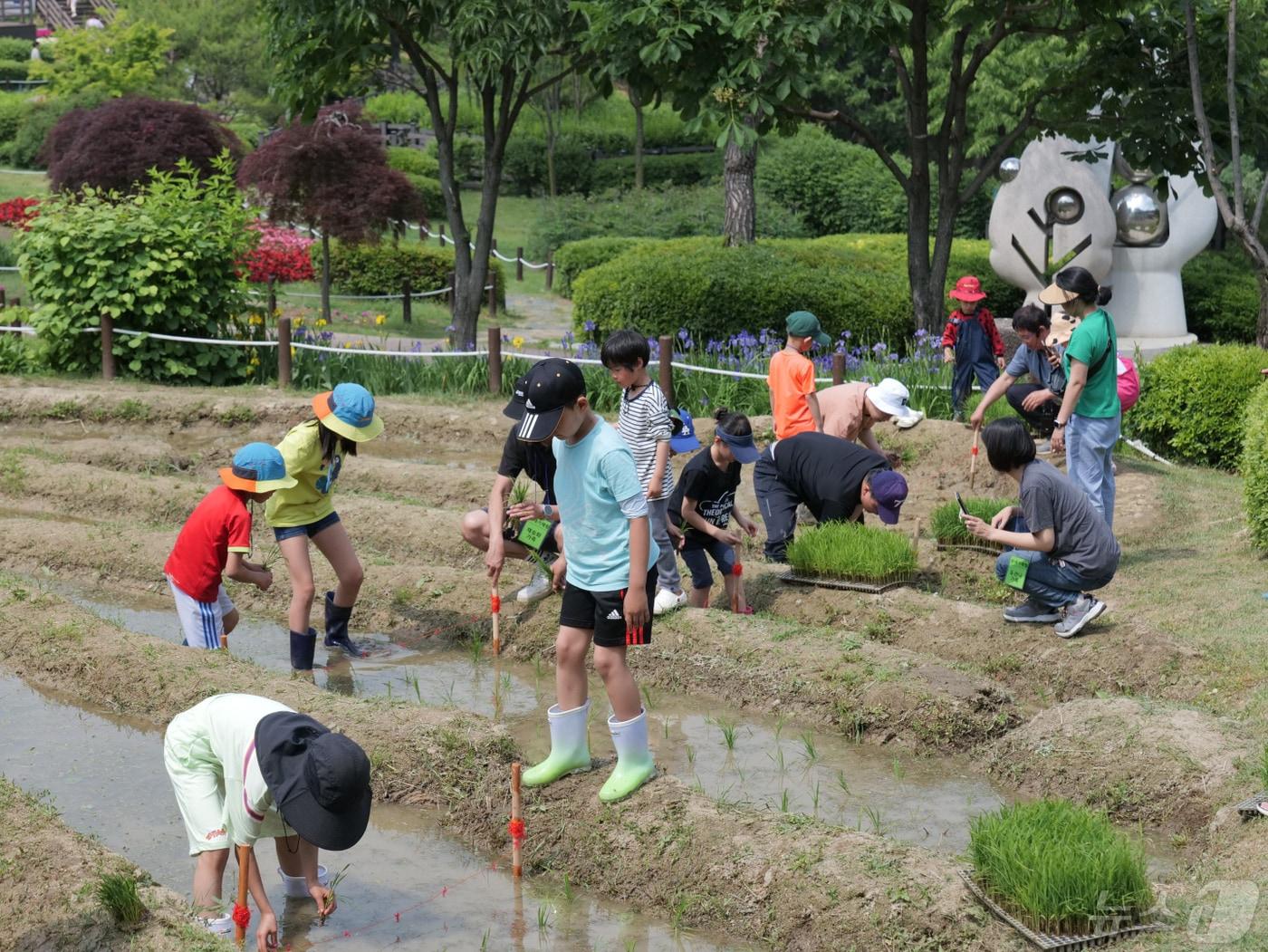 용인 농촌테마파크에서 어린이들이 모내기 체험을 하고 있는 모습.&#40;용인시 제공&#41;