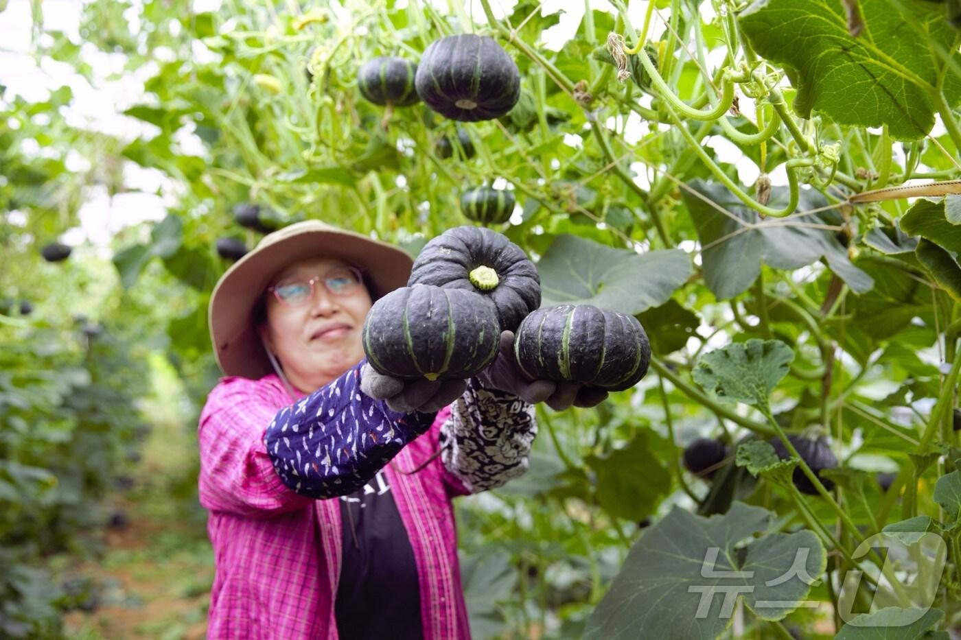 해남 산이면 밤호박수확 이창미 농가 &#40;해남군 제공&#41;/뉴스1 