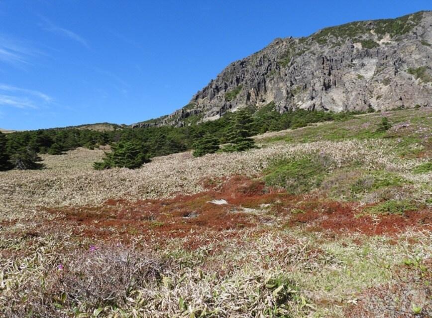 한라산 산철쭉이 냉해 피해를 입은 모습&#40;한라산국립공원 제공&#41;/뉴스1