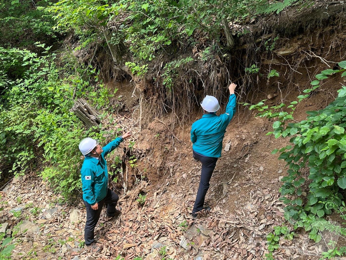  10일 산림청 산림품종관리센터는 채종원 산사태 예방을 위해 채종원이 있는 전국 11개 자치단체와 협업체계를 구축한다고 밝혔다. 사진은 점검 모습.&#40;품종관리센터 제공&#41;2024.6.10/뉴스1