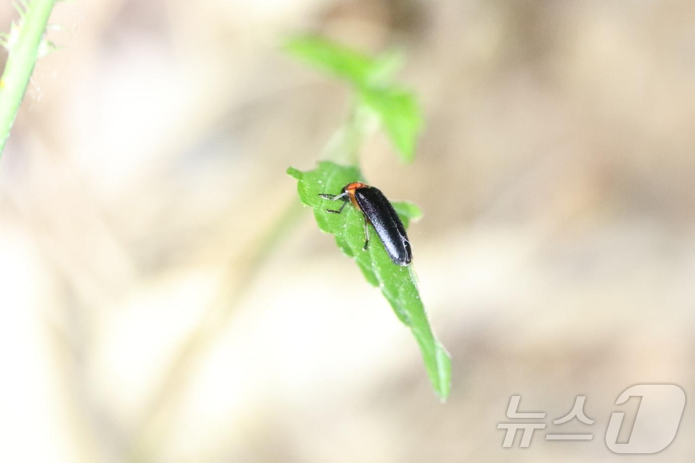 무등산에서 발견된 운문산 반딧불이의 모습. &#40;국립공원공단 무등산국립공원사무소 제공&#41; 2024.6.10/뉴스1