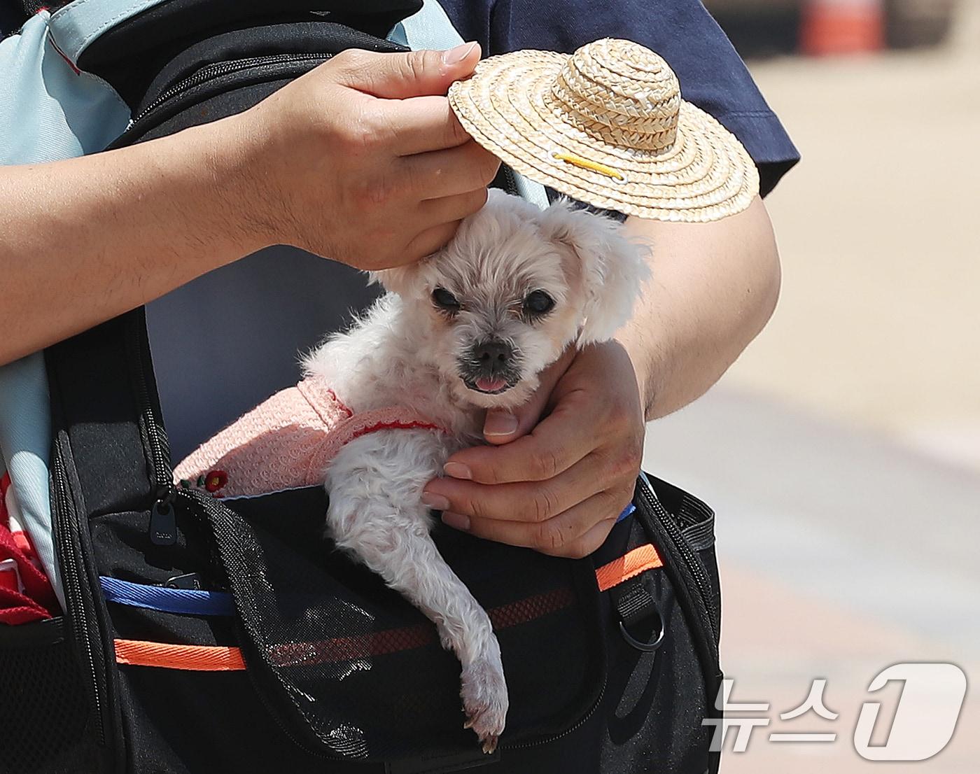 무더위가 이어진 14일 오후 부산 수영구 광안리해수욕장을 찾은 한 시민이 반려견에게 모자로 햇빛을 가려주고 있다. 2024.6.14/뉴스1 ⓒ News1 윤일지 기자