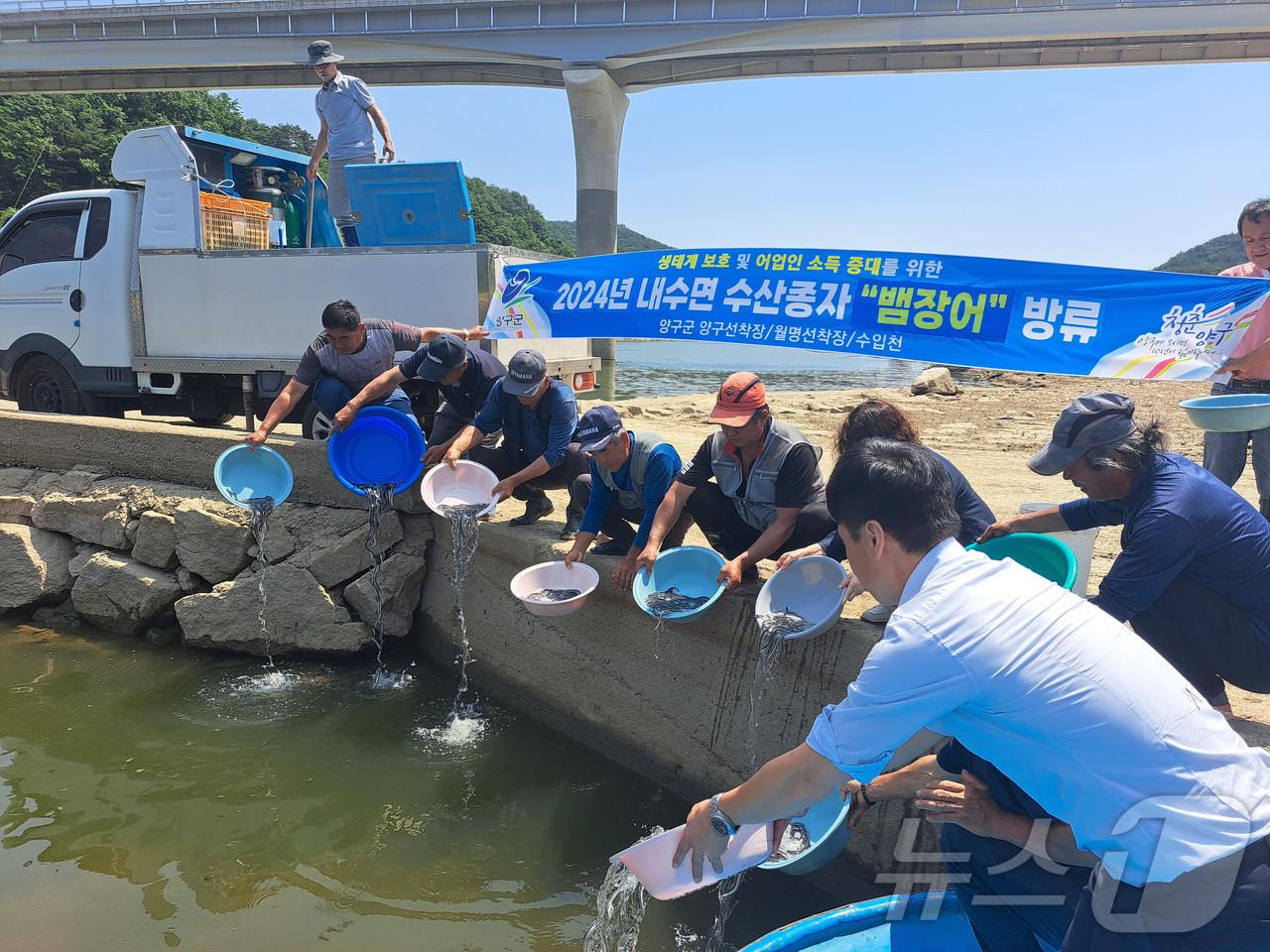 강원 양구군은 지난 14일 오후 파로호와 소양호 일원에서 어족자원 감소 방지 등을 위해 뱀장어 치어 3만6200마리를 방류했다.&#40;양구군 제공&#41;/뉴스1