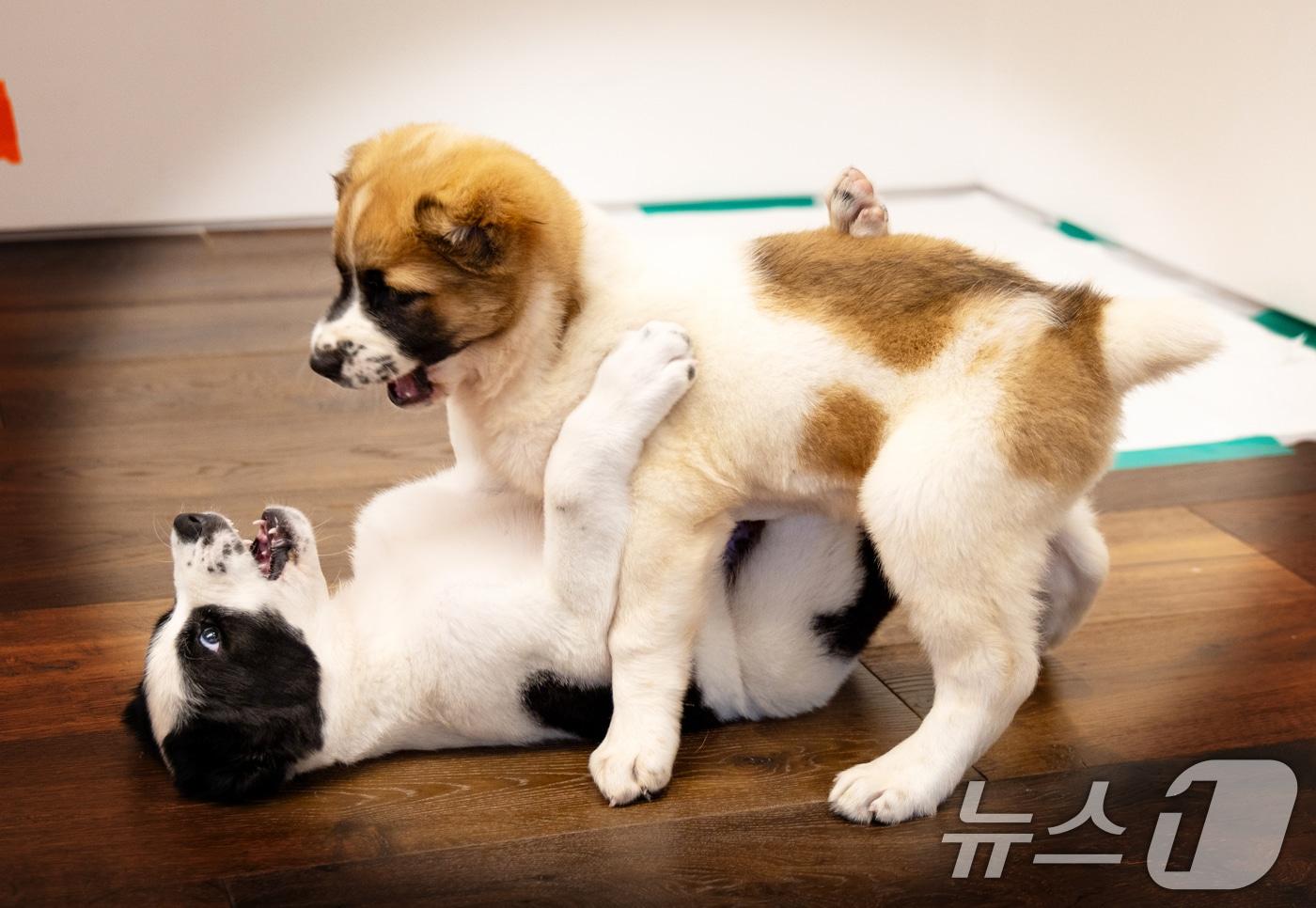 윤석열 대통령 부부가 중앙아시아 순방에서 구르반굴리 베르디무하메도프 투르크메니스탄 최고지도자 겸 인민이사회의장 부부로 부터 선물로 받은 투르크메니스탄 국견 알라바이 두 마리가 지난 18일 인천공항에 도착했다. 알라바이는 19일 오후 주한 투르크메니스탄대사관에서 한국 정부에 공식 인계돼, 대통령 관저에서 한국 생활을 시작했다. 사진은 투르크메니스탄 국견 알라바이의 대통령 관저에 도착한 모습. &#40;대통령실 제공&#41; 2024.6.19/뉴스1 ⓒ News1 송원영 기자