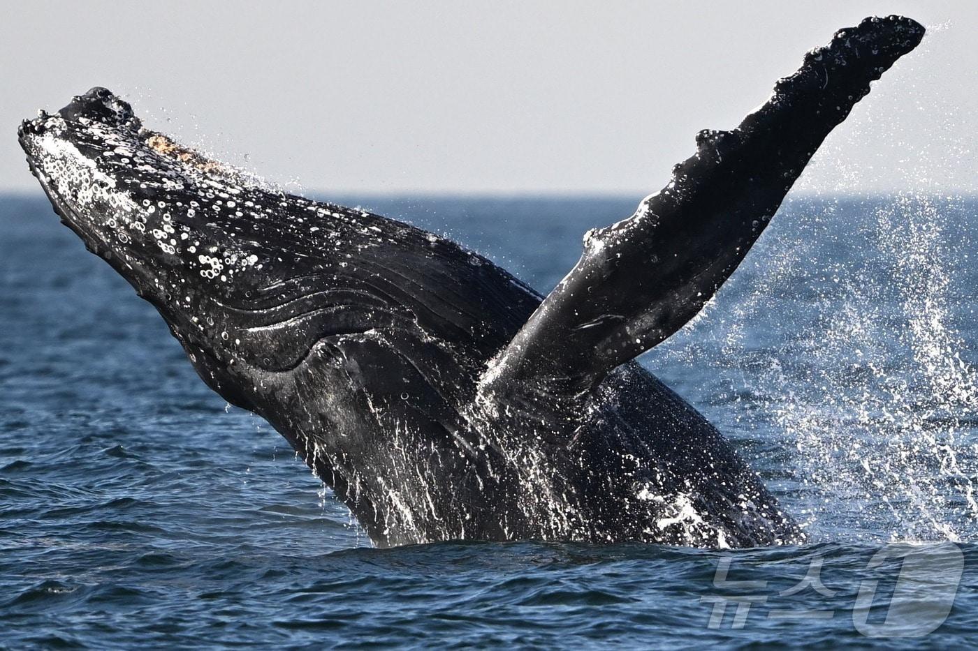 혹등 고래 한 마리가 점프하는 장관을 펼치고 있다. 2024.06.21 ⓒ AFP=뉴스1 ⓒ News1 권진영기자