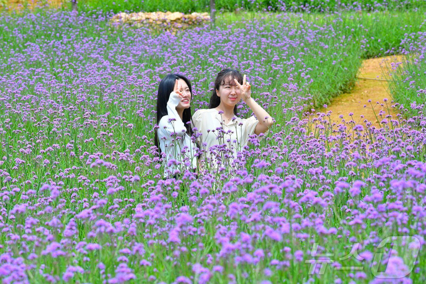 전남 장성군이 29일 제1회 동화나라 버베나 축제를 개최한다. 6월부터 9월까지 피는 다년초 식물인 버베나는 우리말로 버들마편초로 불린다.&#40;장성군 제공&#41;2024.6.24./뉴스1