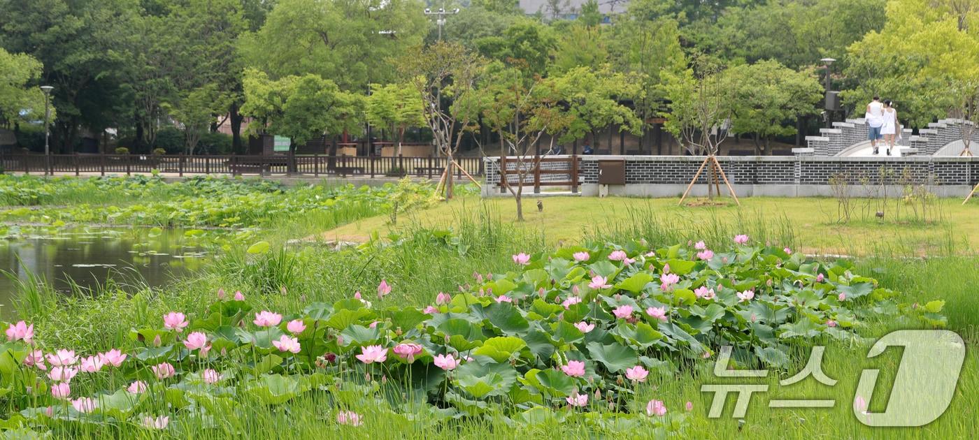 후텁지근한 날씨를 보인 24일 전북자치도 전주시 덕진공원 덕진호에서 연꽃들이 꽃망울을 터뜨리고 있다. 2024.6.24/뉴스1 ⓒ News1 유경석 기자